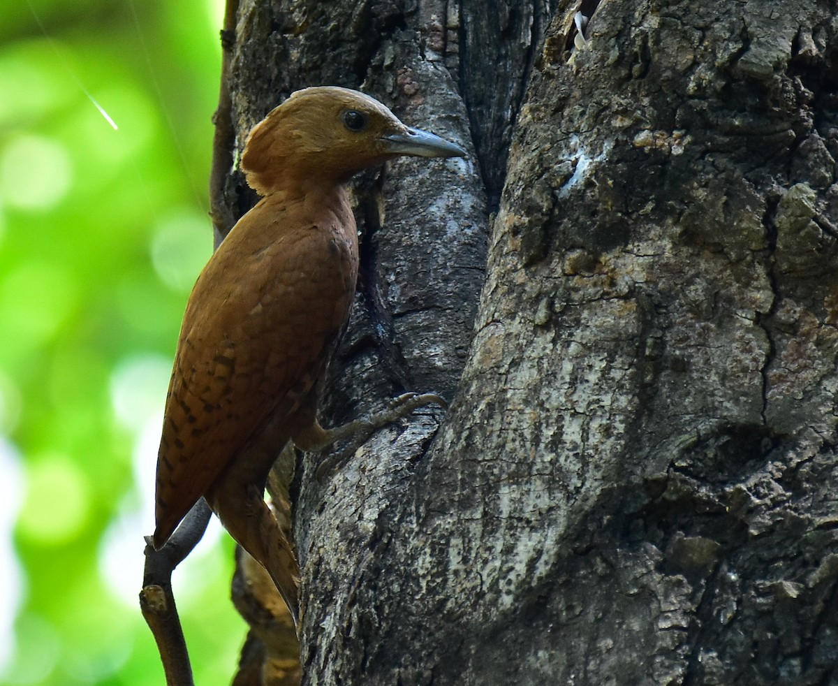 Rufous Woodpecker - ML594173721