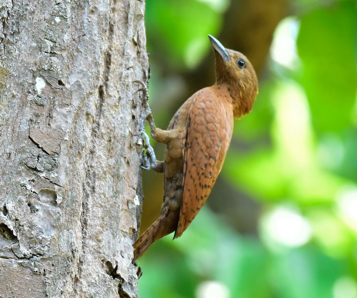 Rufous Woodpecker - ML594173821