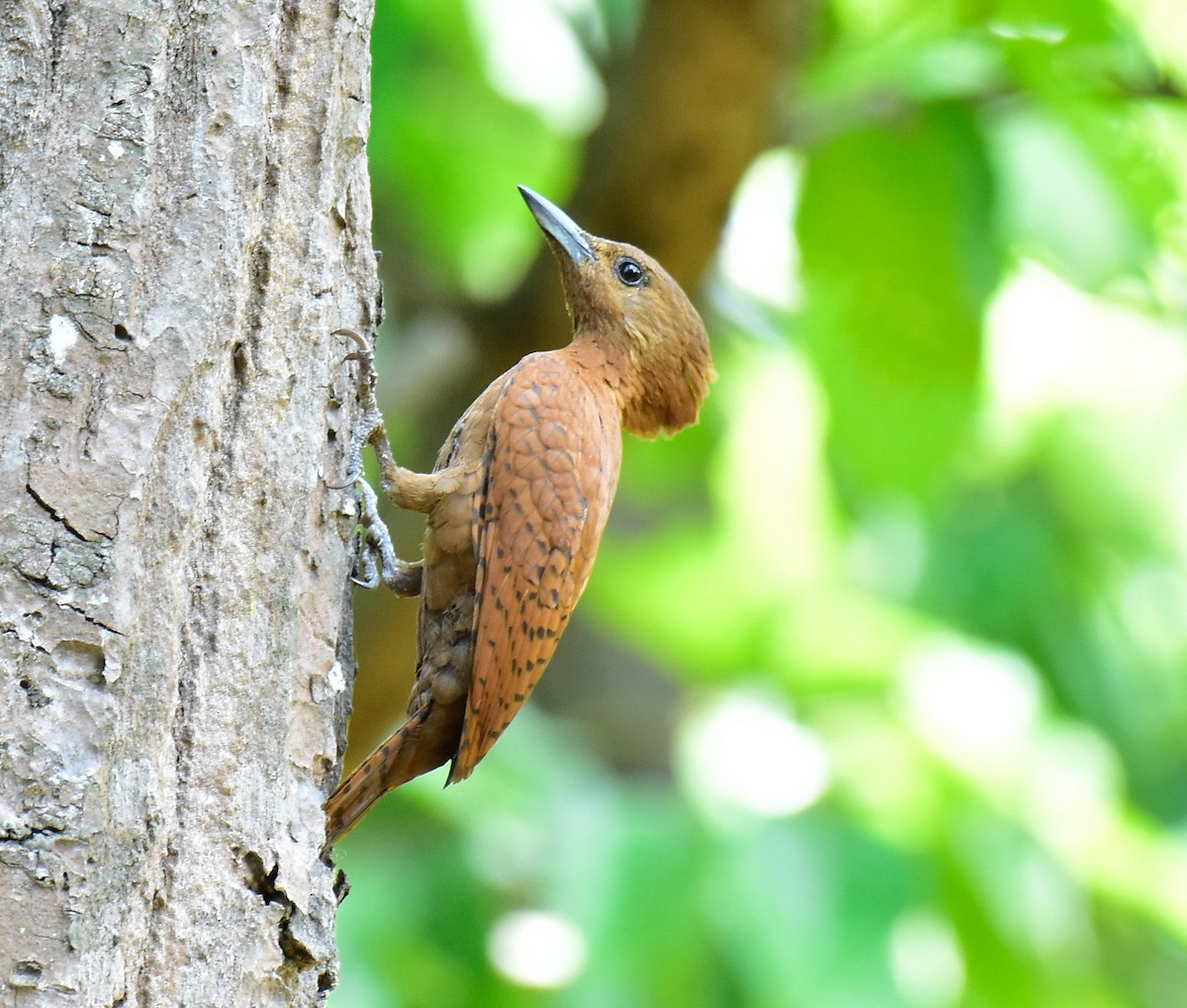 Rufous Woodpecker - ML594173871