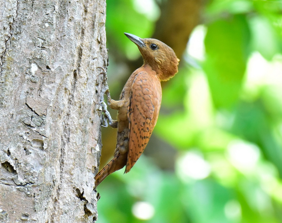 Rufous Woodpecker - ML594173891
