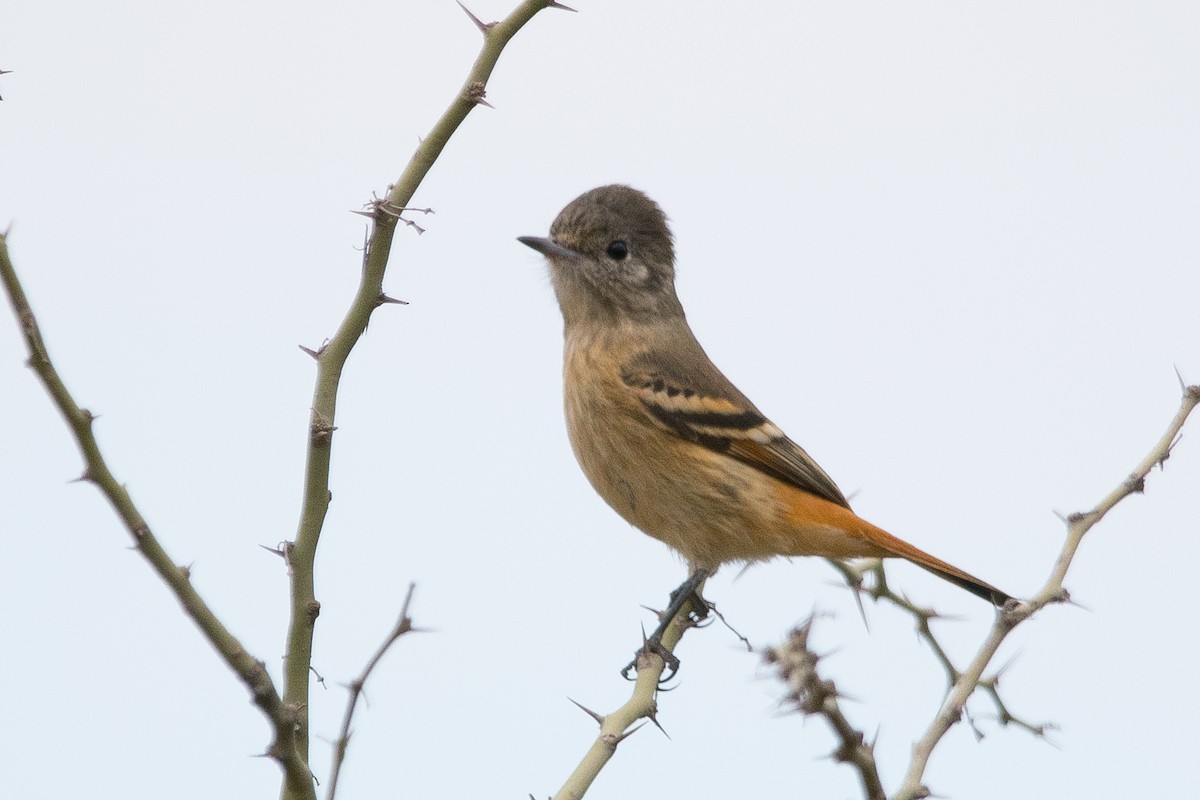 White-winged Black-Tyrant - ML594174371