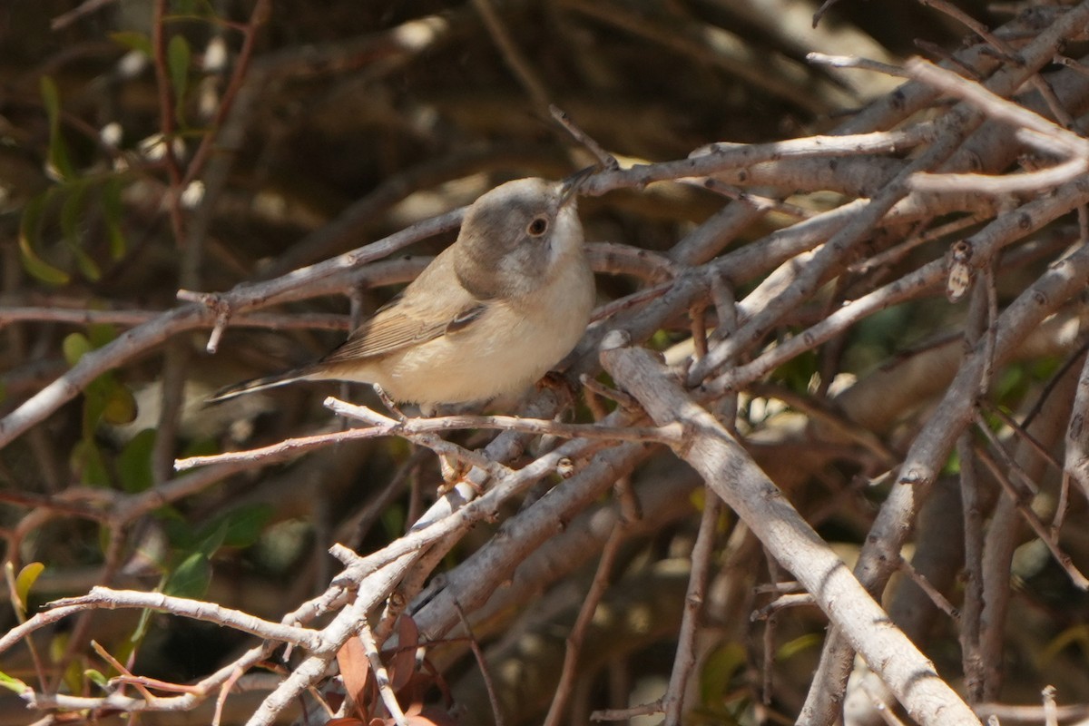 Western/Eastern Subalpine Warbler - ML594174811