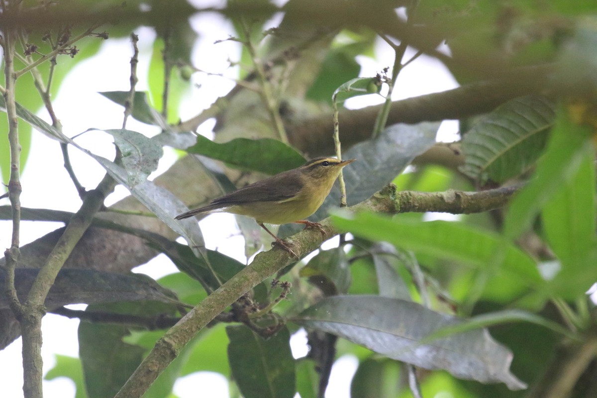 Tickell's Leaf Warbler (Tickell's) - Bassel Abi Jummaa