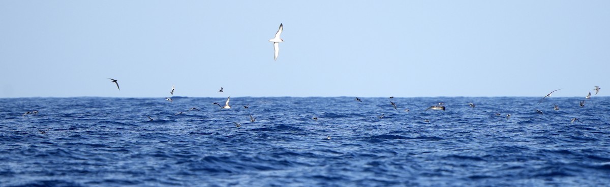 Black Tern - Daniel López-Velasco | Ornis Birding Expeditions