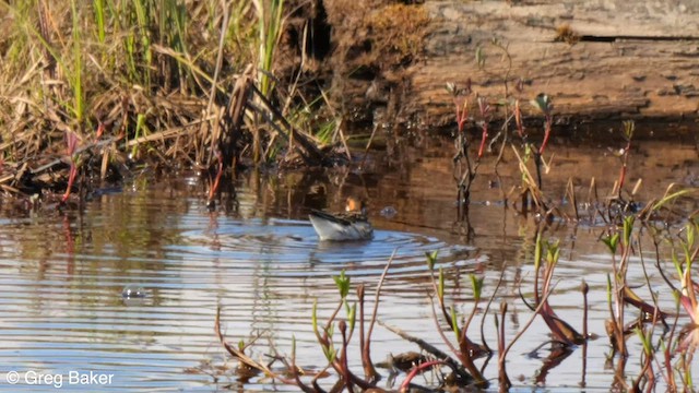 Phalarope à bec étroit - ML594177641