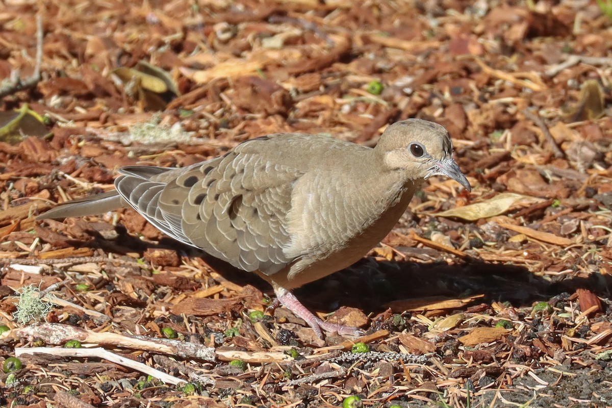 Mourning Dove - ML594180291