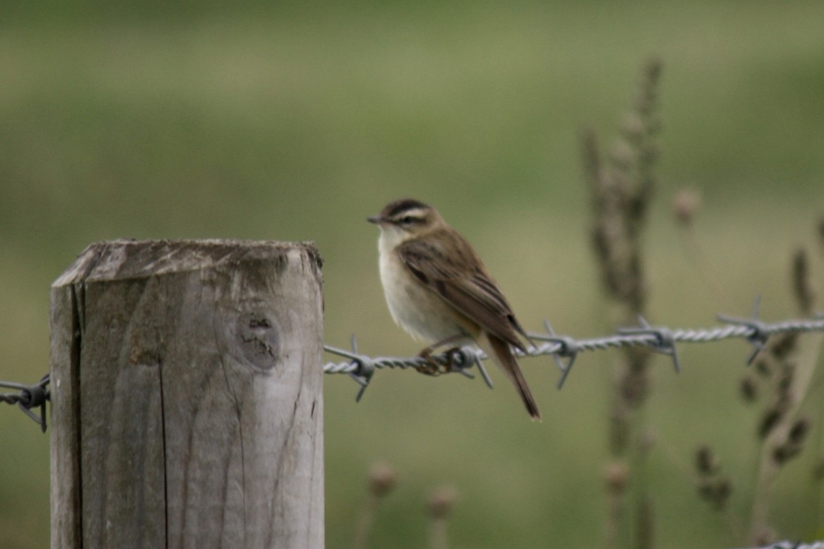 Sedge Warbler - ML594180621