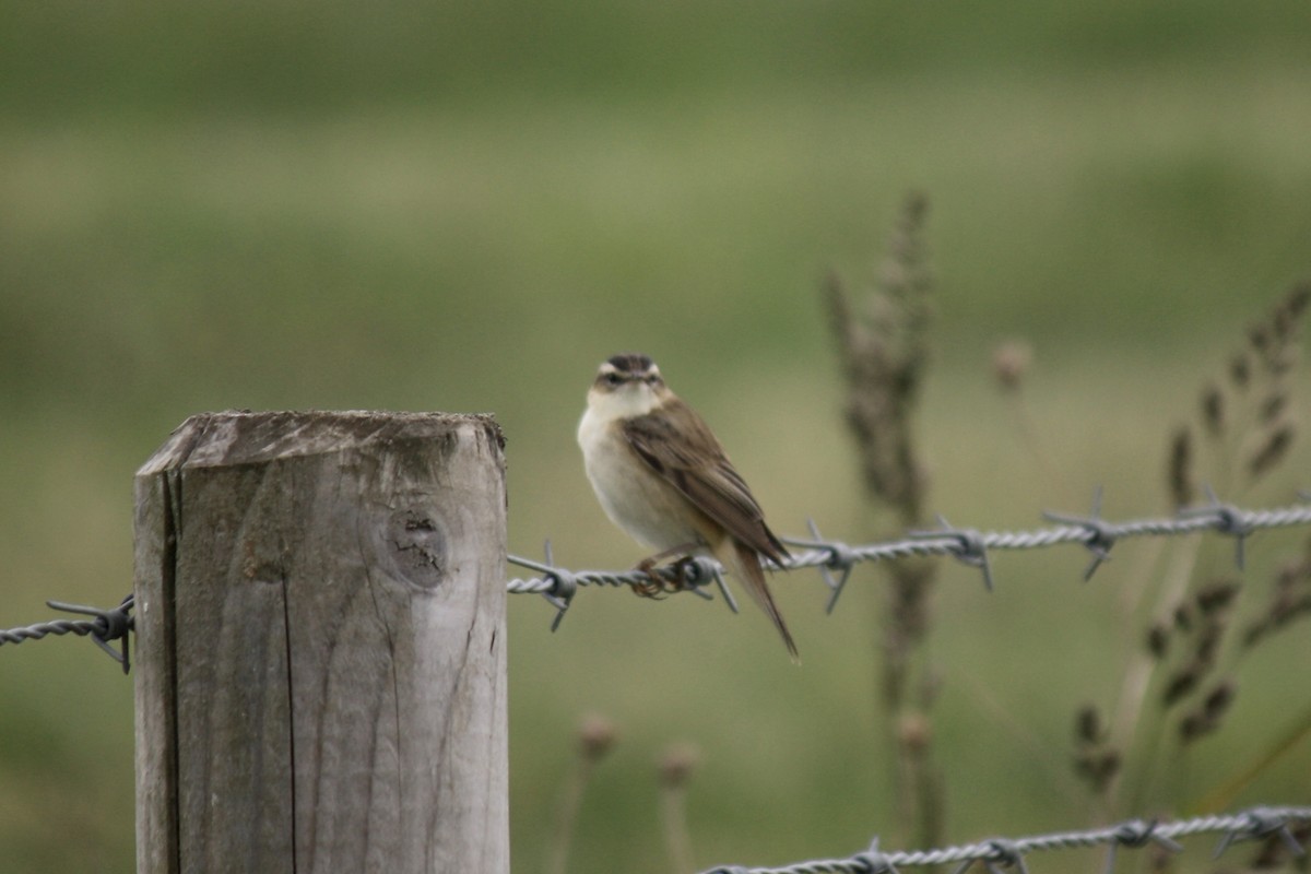 Sedge Warbler - ML594180631