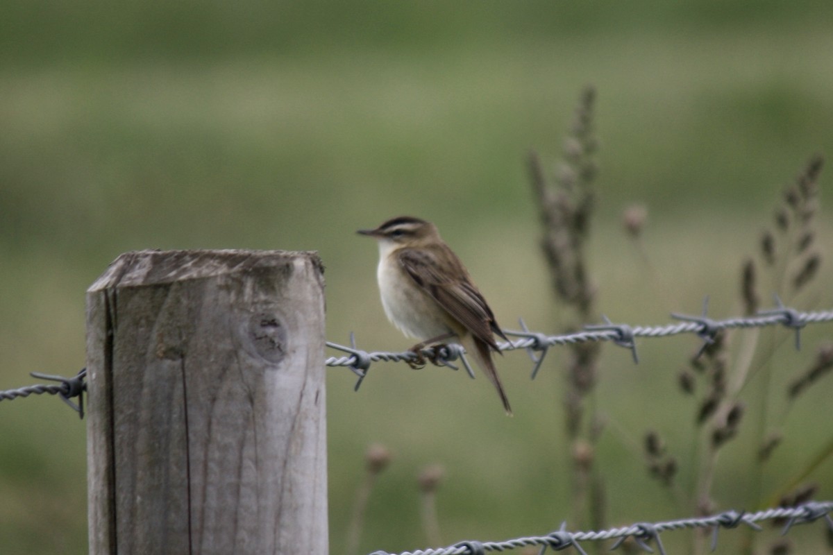 Sedge Warbler - ML594180641