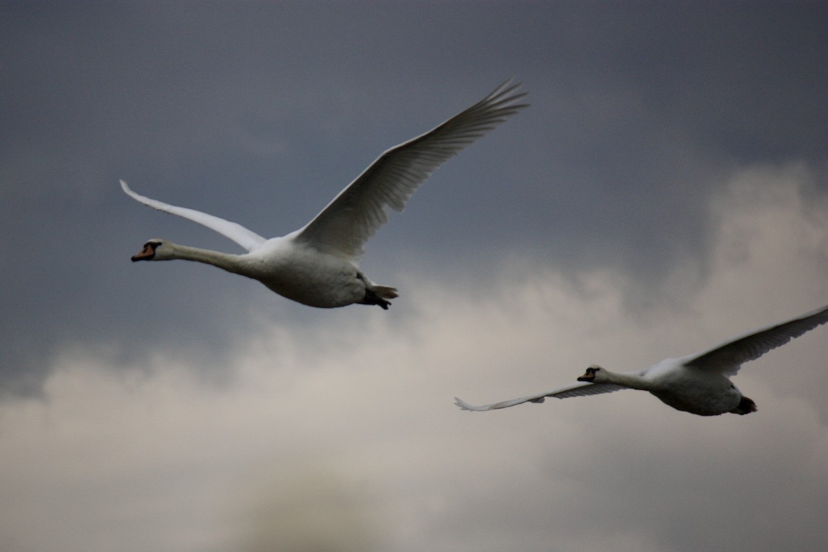 Mute Swan - ML594180651