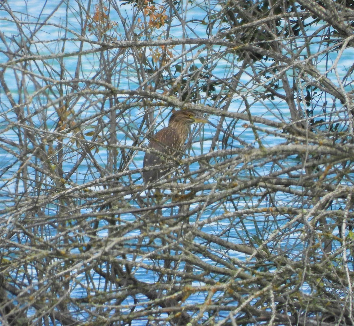 Black-crowned Night Heron - ML594181181