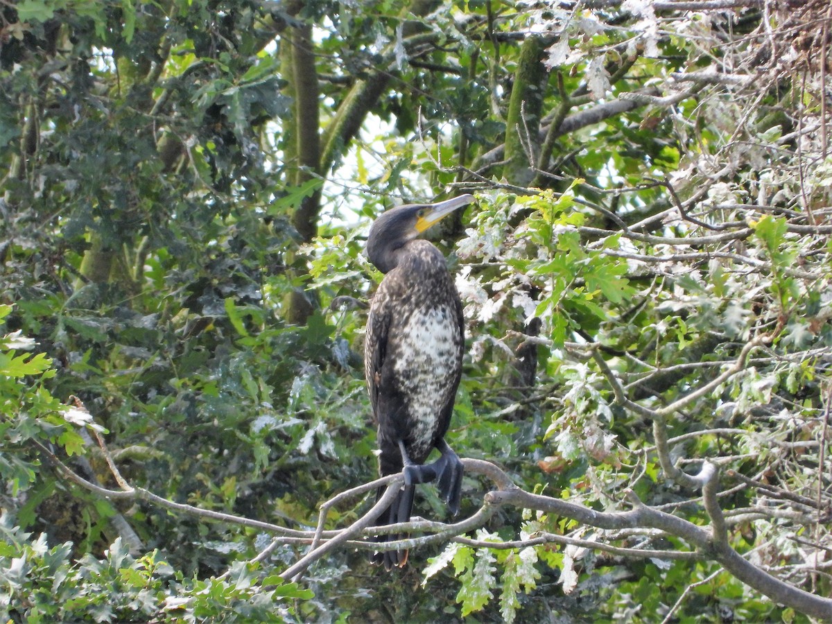 Great Cormorant - ML594181711