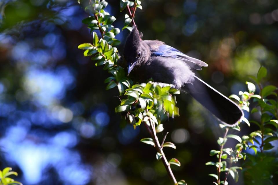 Steller's Jay - ML59418281