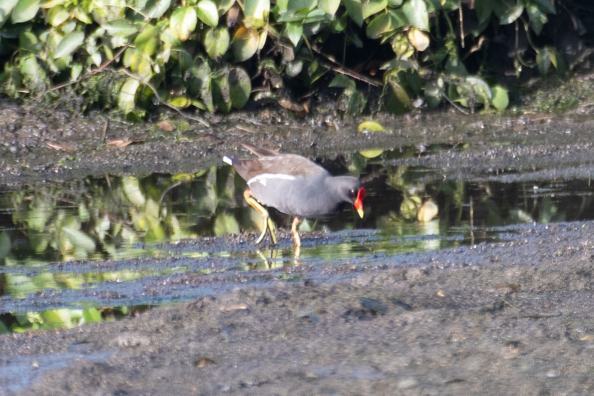 Eurasian Moorhen - ML594182861