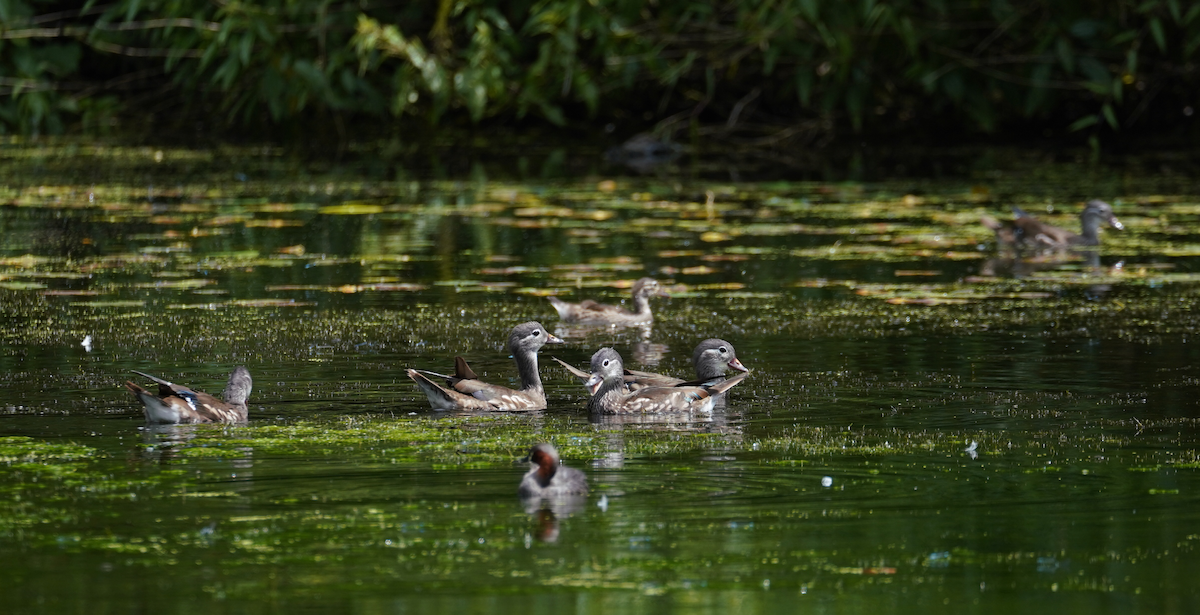 Mandarin Duck - ML594182921