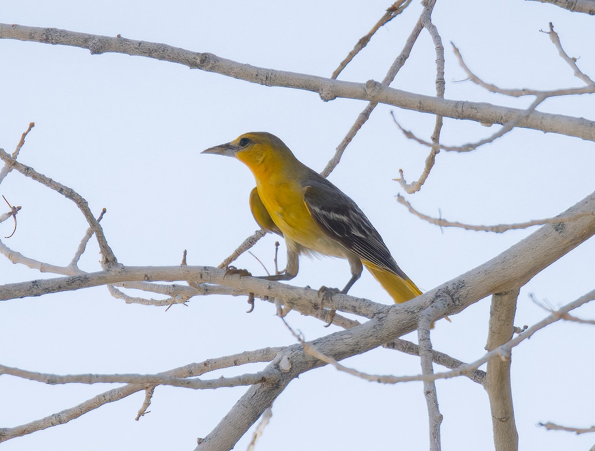 Bullock's Oriole - Linus Blomqvist