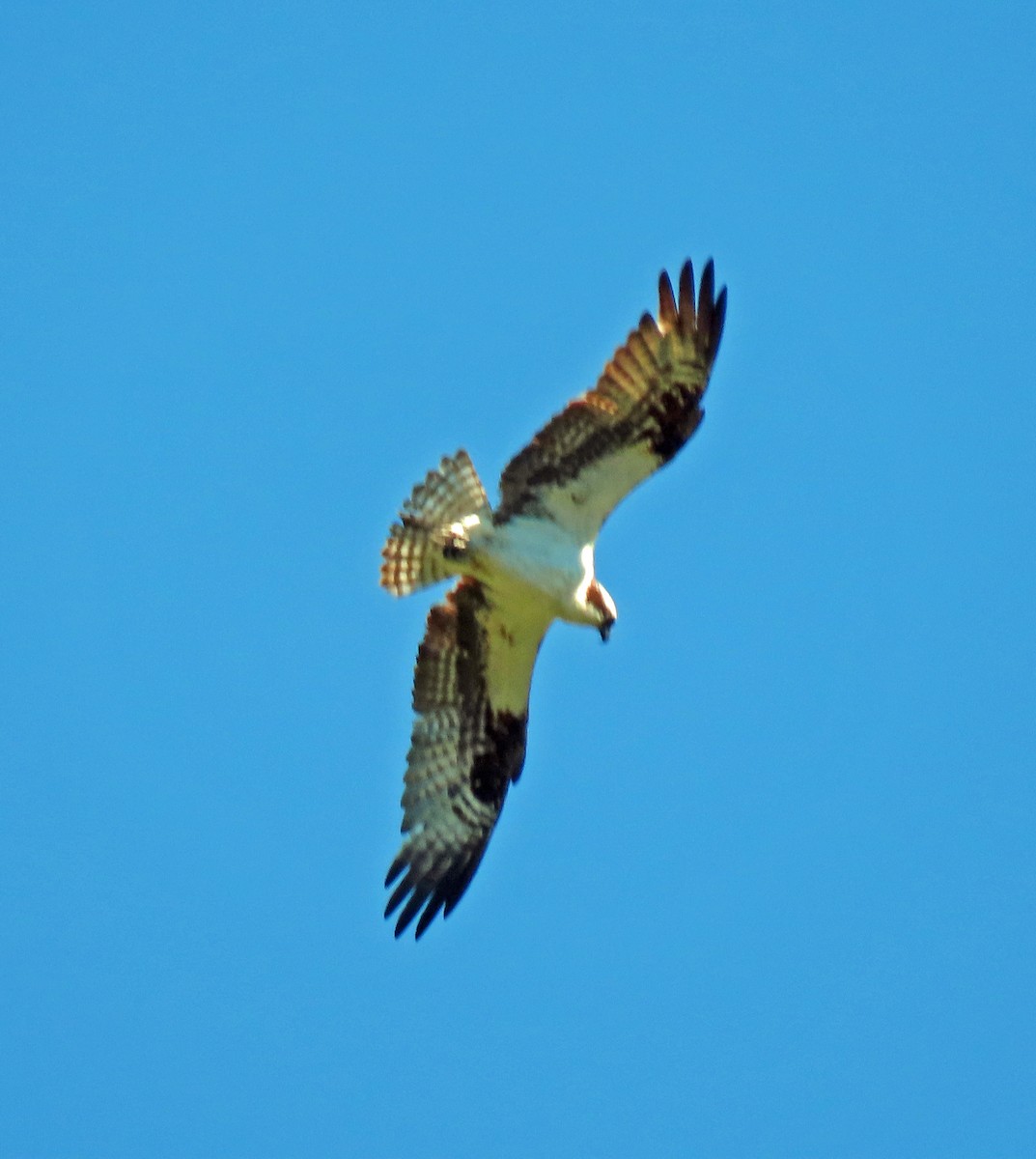 Osprey - Jim Scott