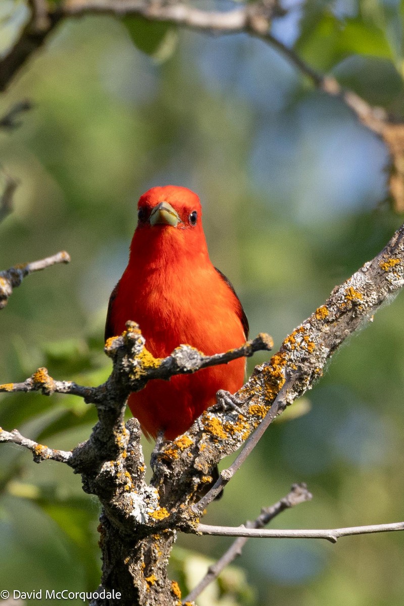 Scarlet Tanager - ML594184061