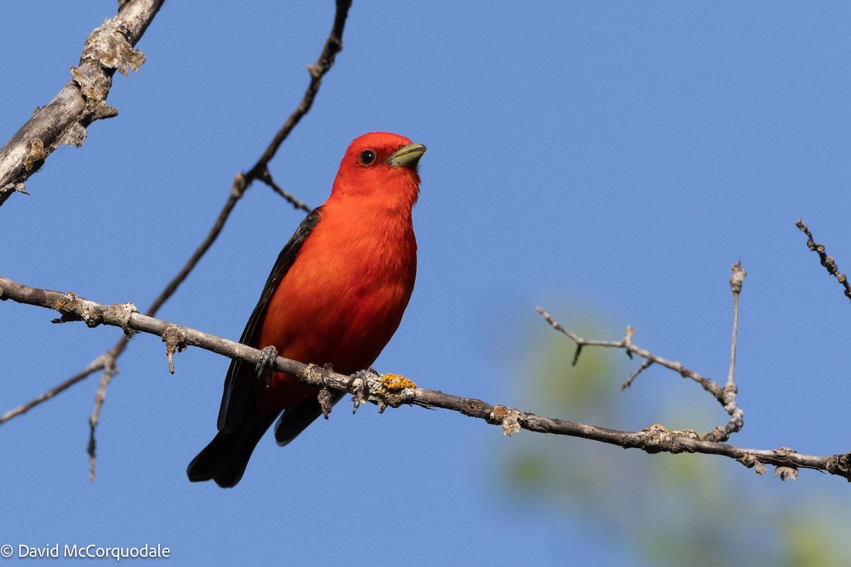 Scarlet Tanager - ML594184071