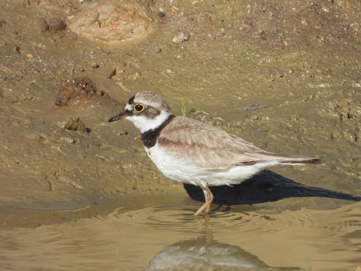 Little Ringed Plover - ML594184251