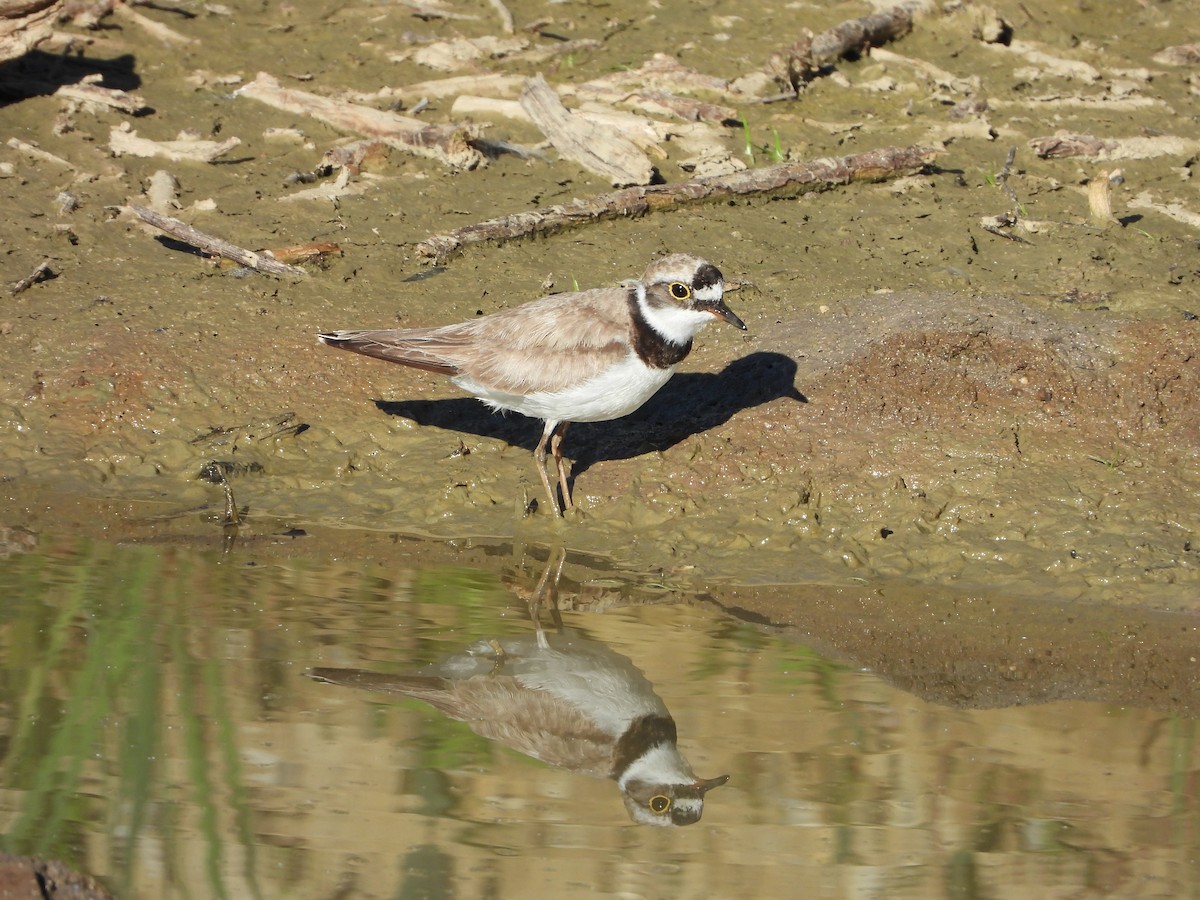 Little Ringed Plover - ML594184591