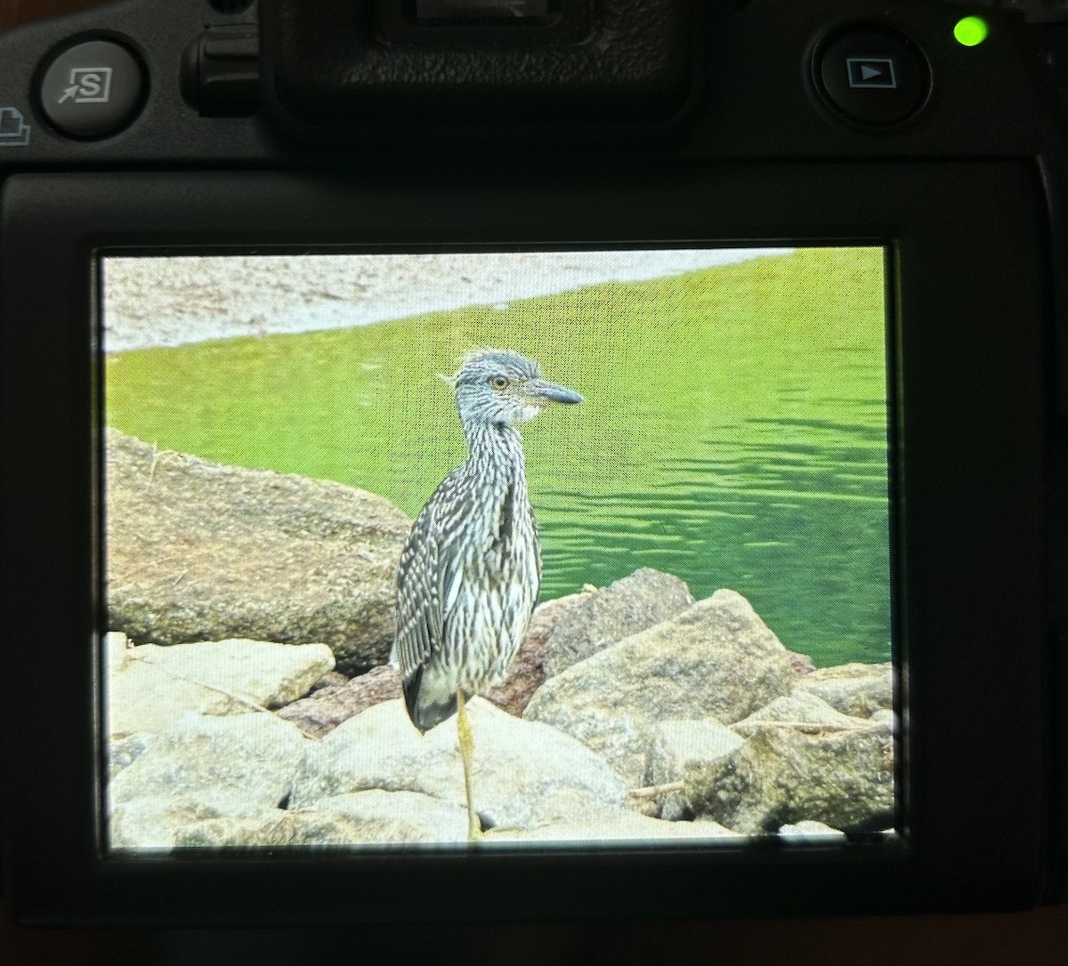 Yellow-crowned Night Heron - ML594185051