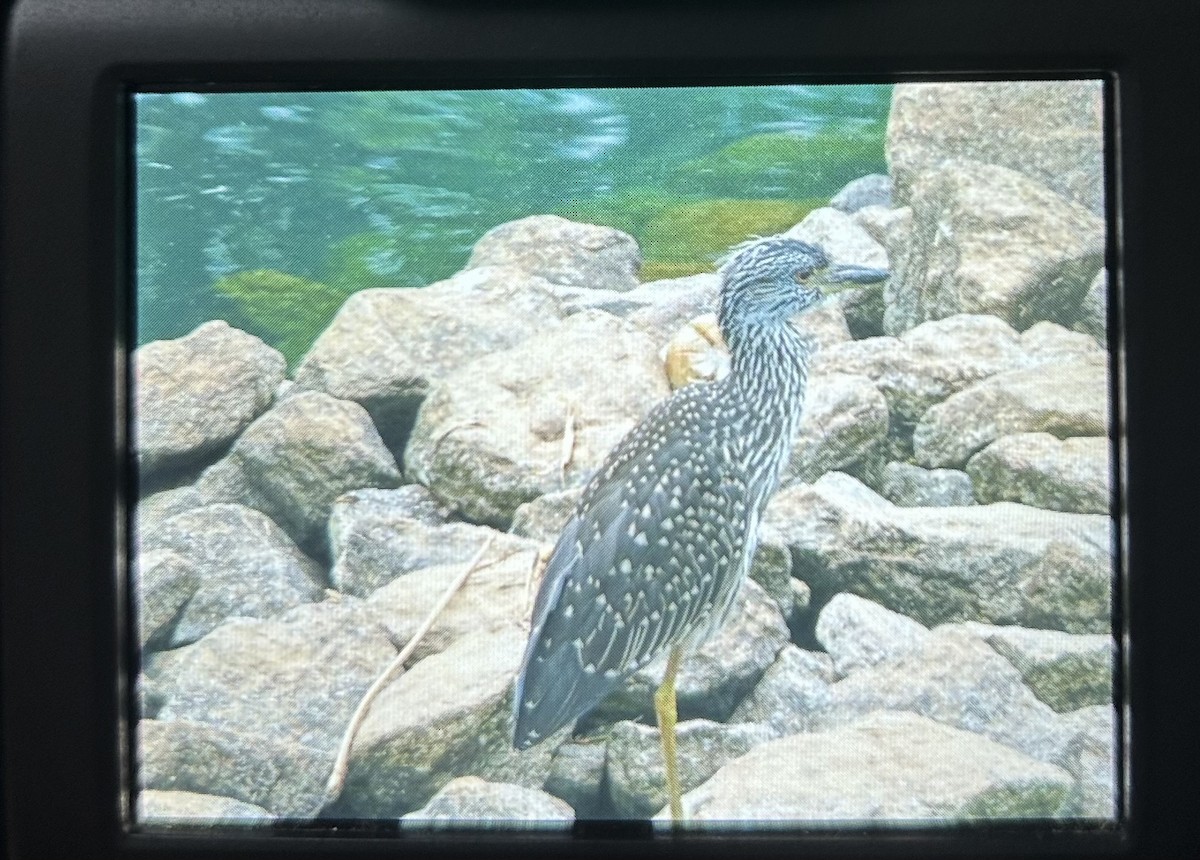 Yellow-crowned Night Heron - ML594185061