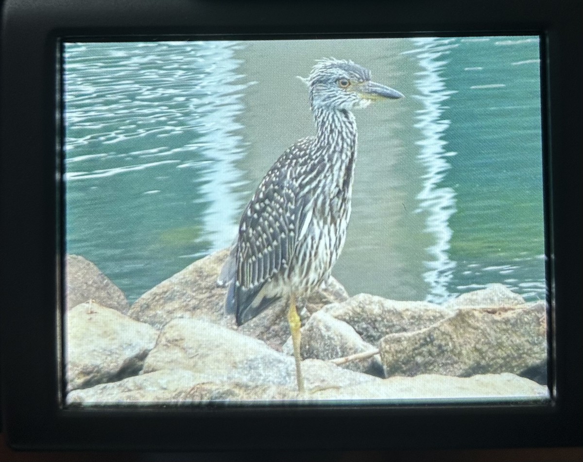 Yellow-crowned Night Heron - ML594185071