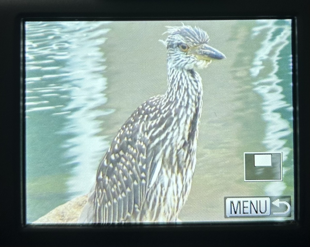 Yellow-crowned Night Heron - ML594185081