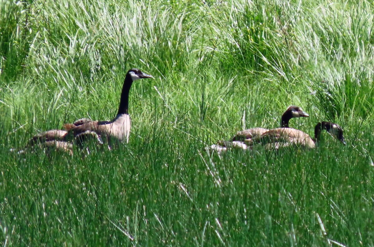 Canada Goose - ML594185191