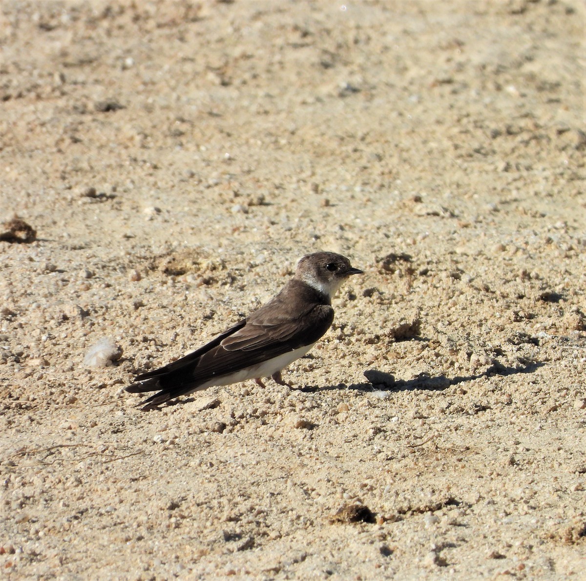 Bank Swallow - ML594185391