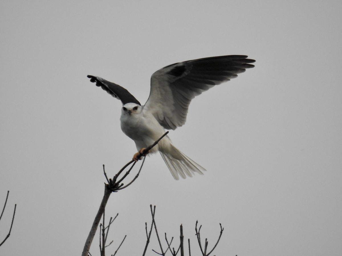 White-tailed Kite - ML594185491