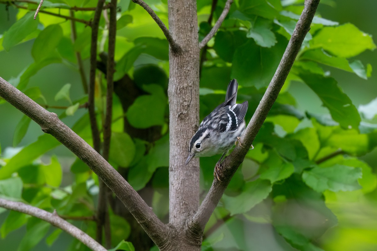 Black-and-white Warbler - ML594185571