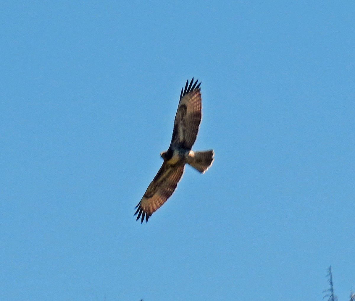 Red-tailed Hawk - Jim Scott