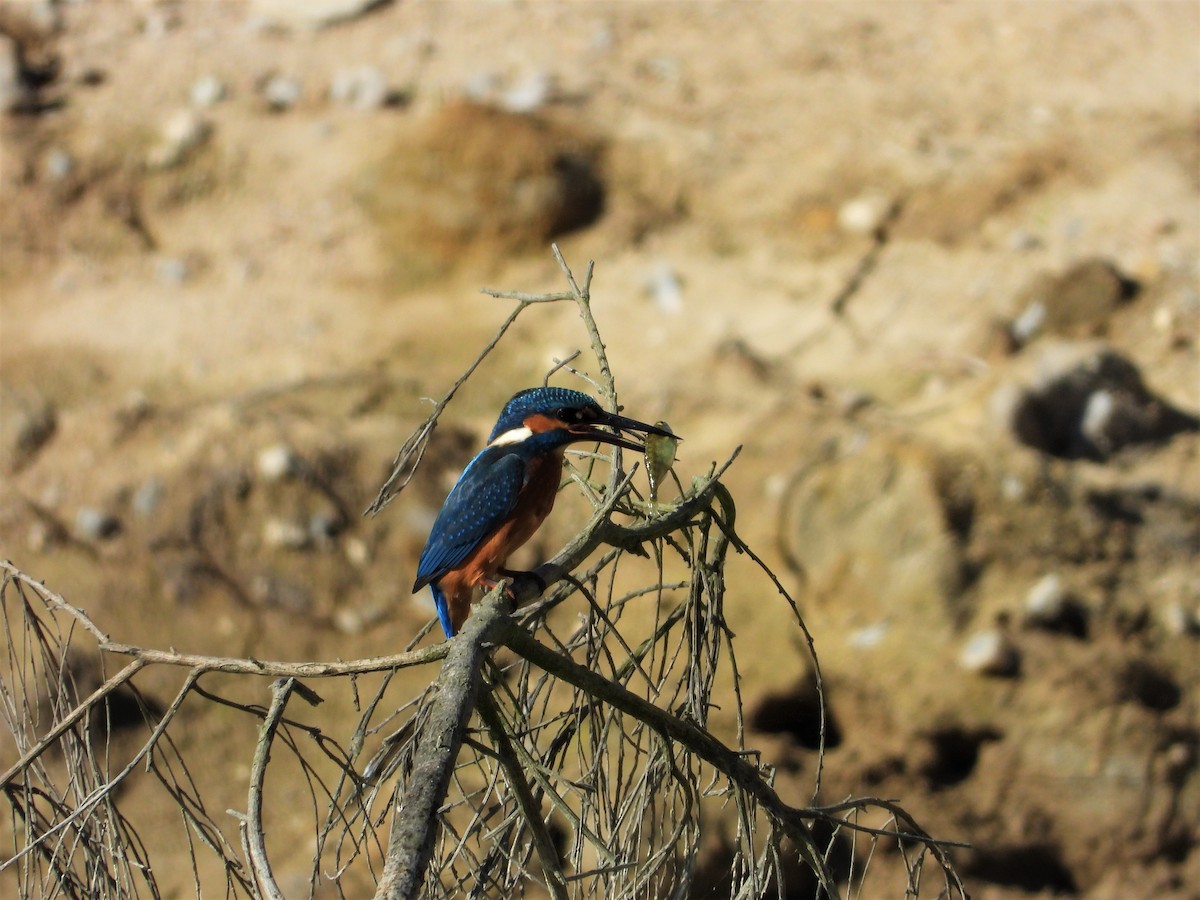 Common Kingfisher - ML594185991