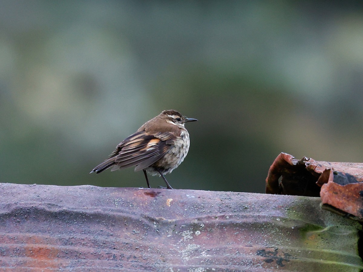 Chestnut-winged Cinclodes - ML594186591