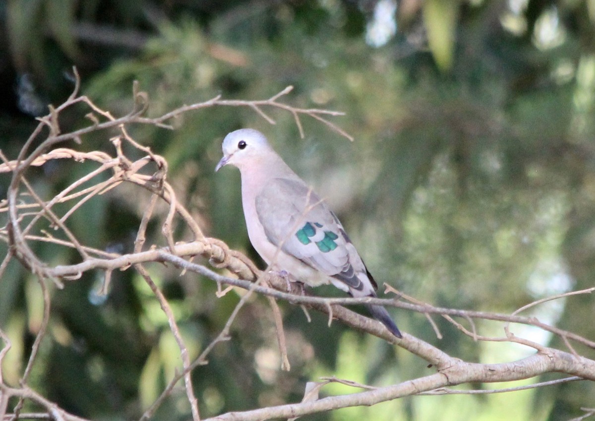 Emerald-spotted Wood-Dove - ML59418681