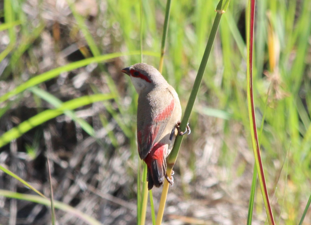 Crimson-rumped Waxbill - ML59418731