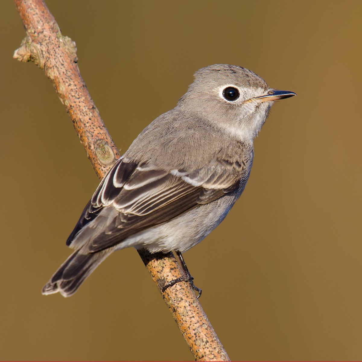 Asian Brown Flycatcher - Craig Brelsford