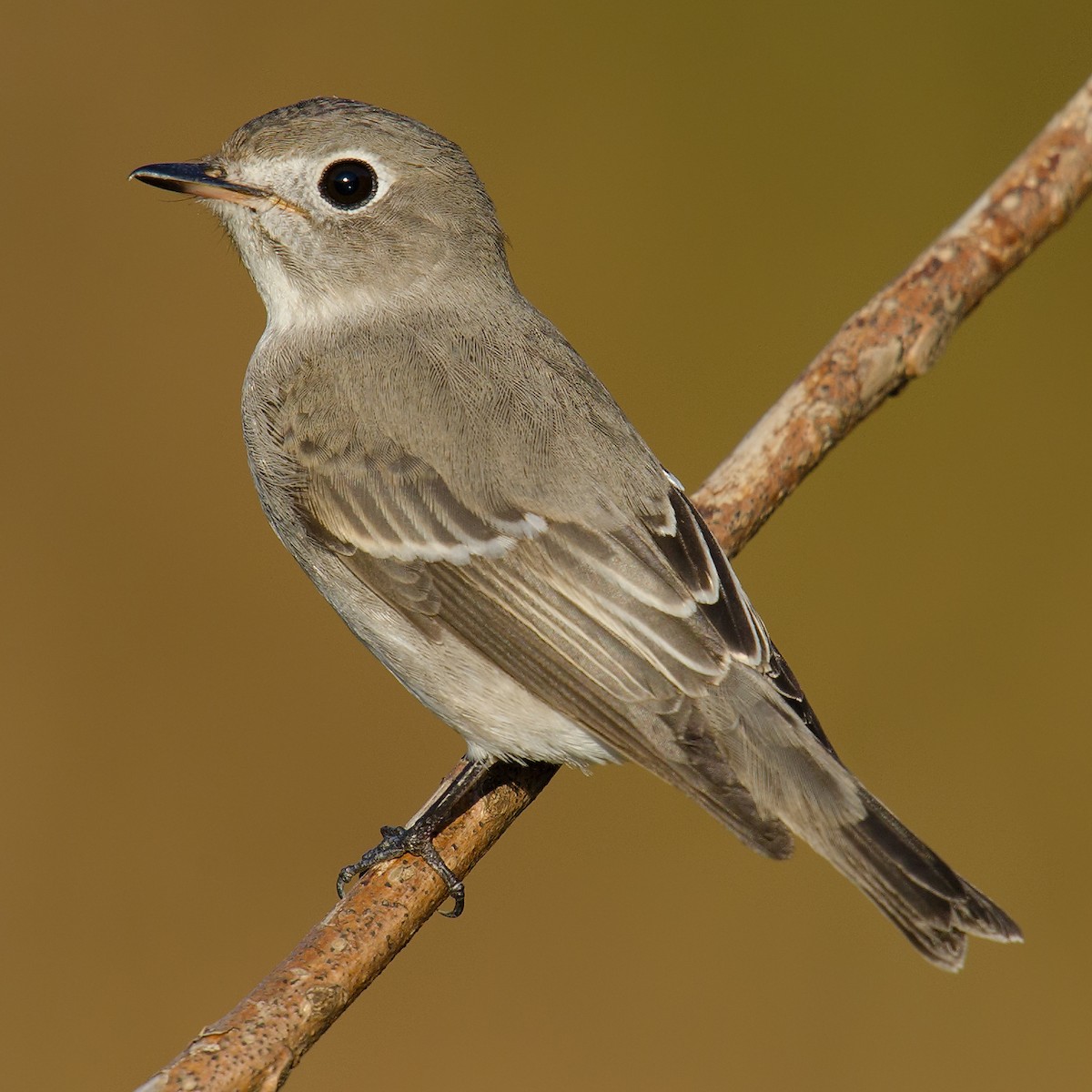 Asian Brown Flycatcher - Craig Brelsford