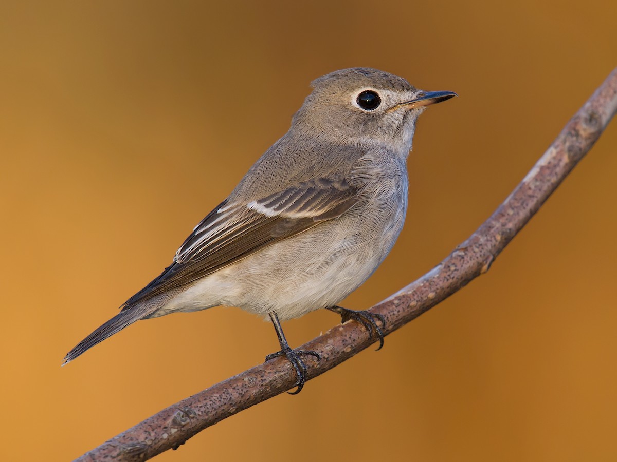 Asian Brown Flycatcher - Craig Brelsford