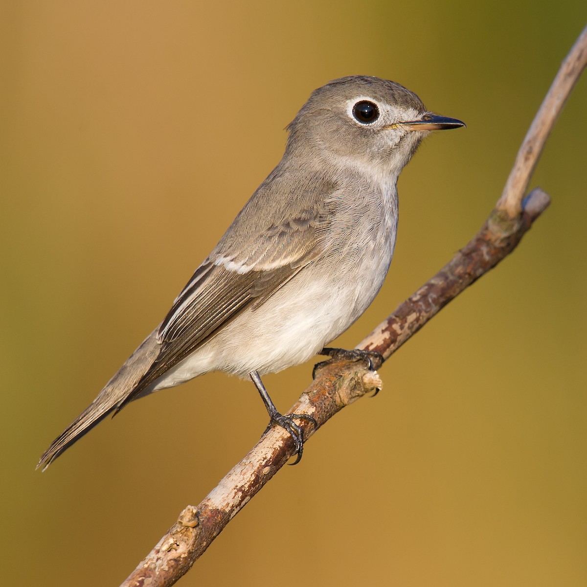 Asian Brown Flycatcher - Craig Brelsford