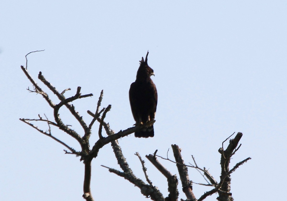 Long-crested Eagle - ML59418781