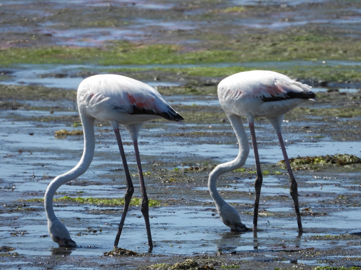 Greater Flamingo - Roberto Figueiras Nodar