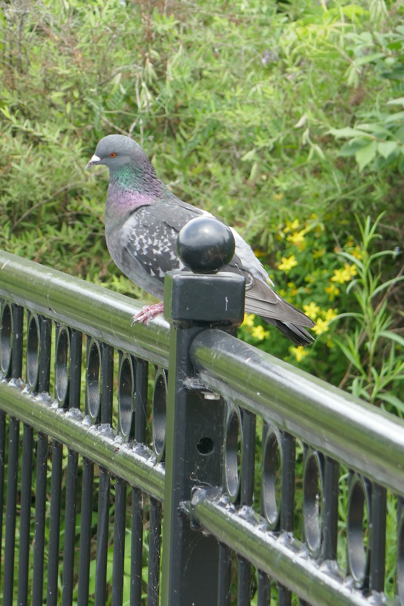 Rock Pigeon (Feral Pigeon) - ML594188451