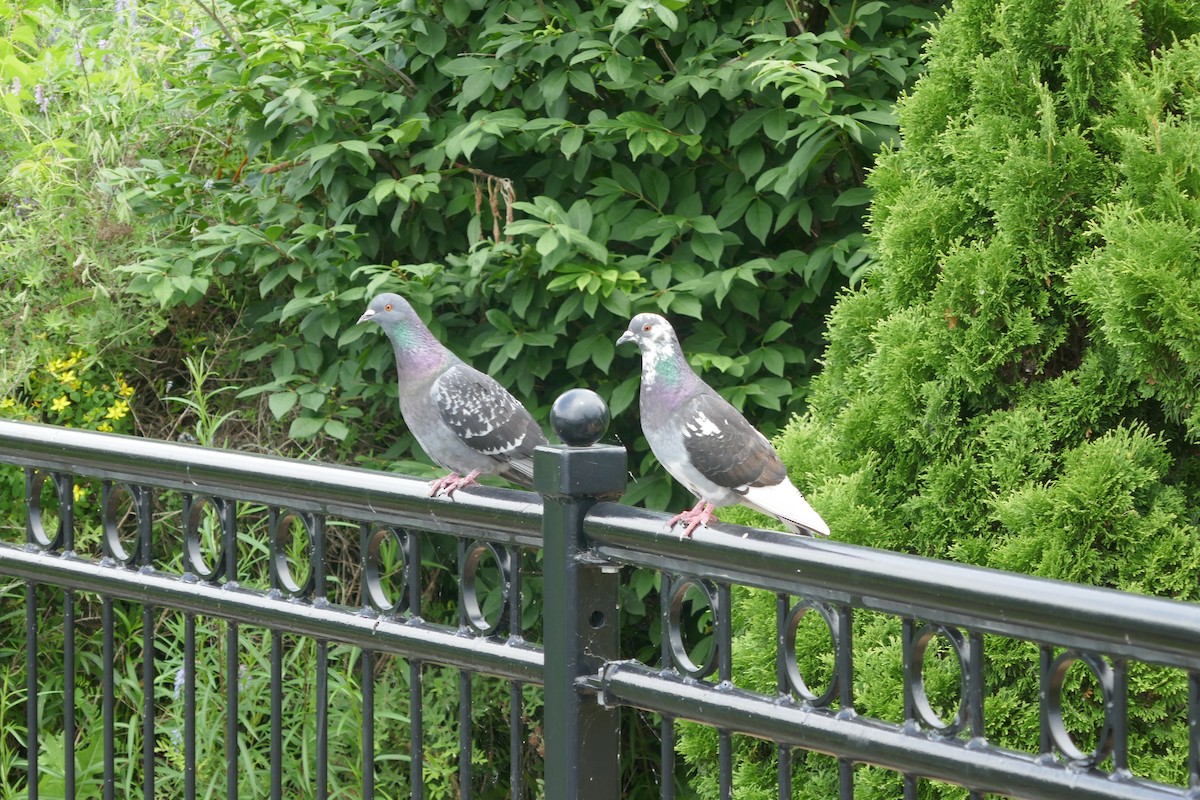 Rock Pigeon (Feral Pigeon) - ML594188571
