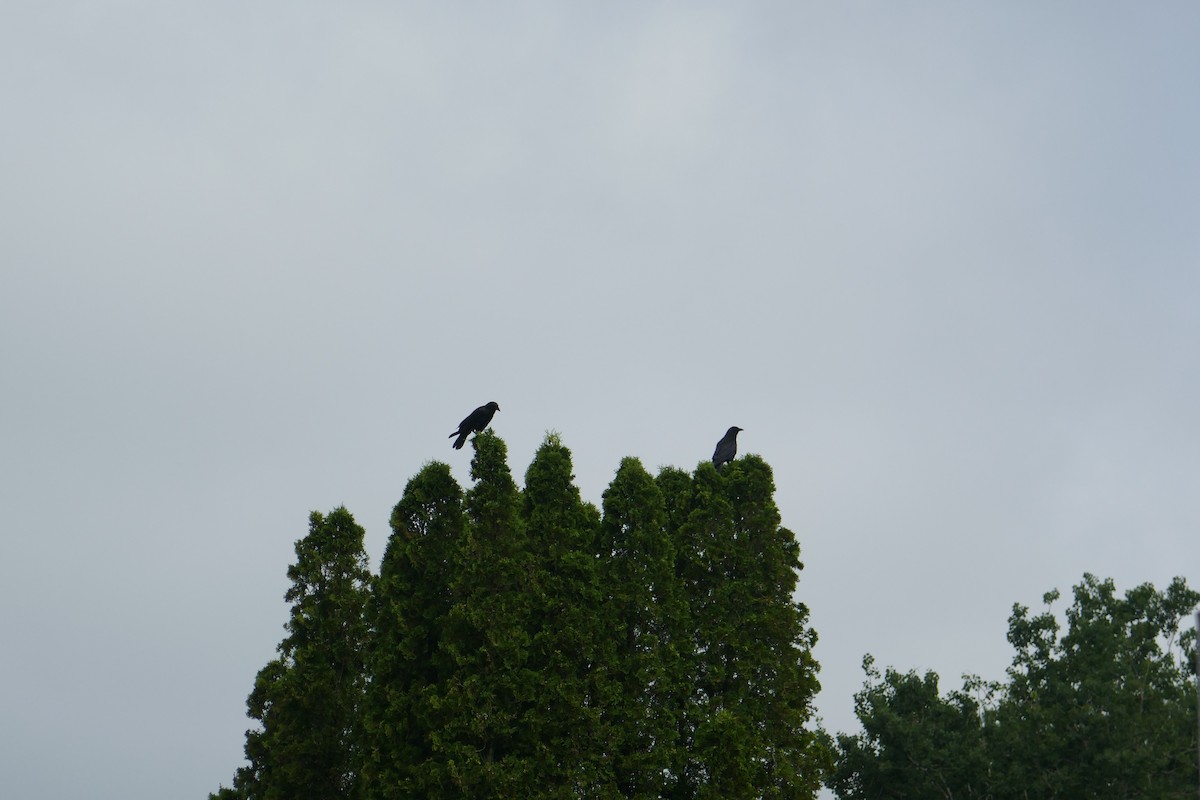 American Crow - ML594189301