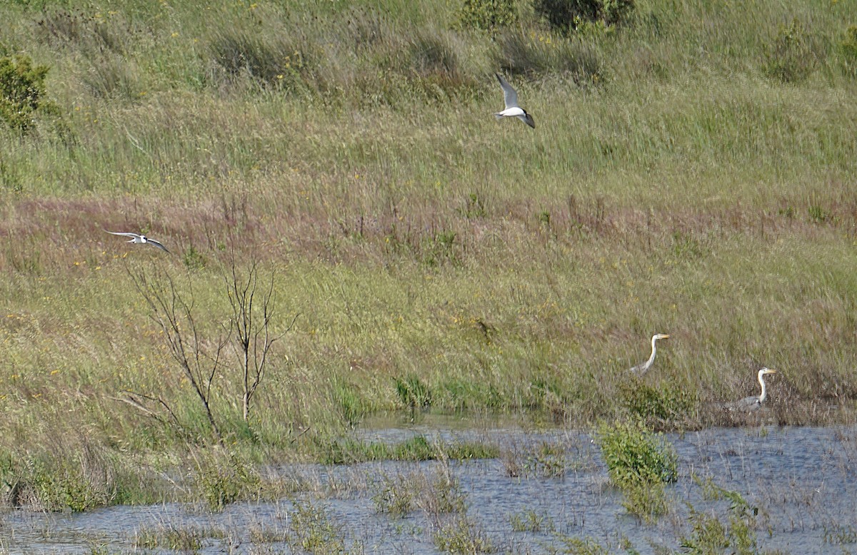 Gray Heron - ML594189881