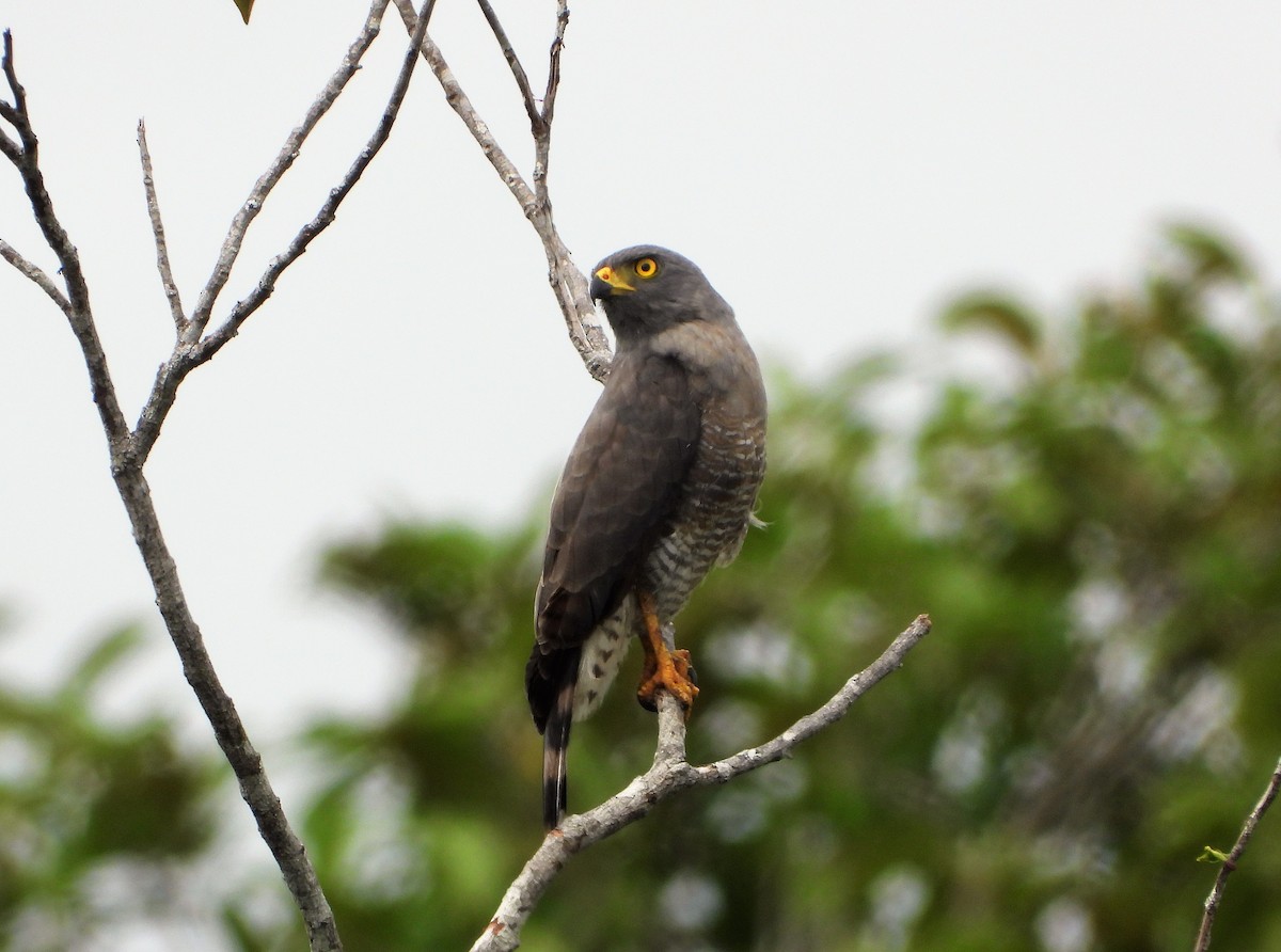 Roadside Hawk - ML594189891