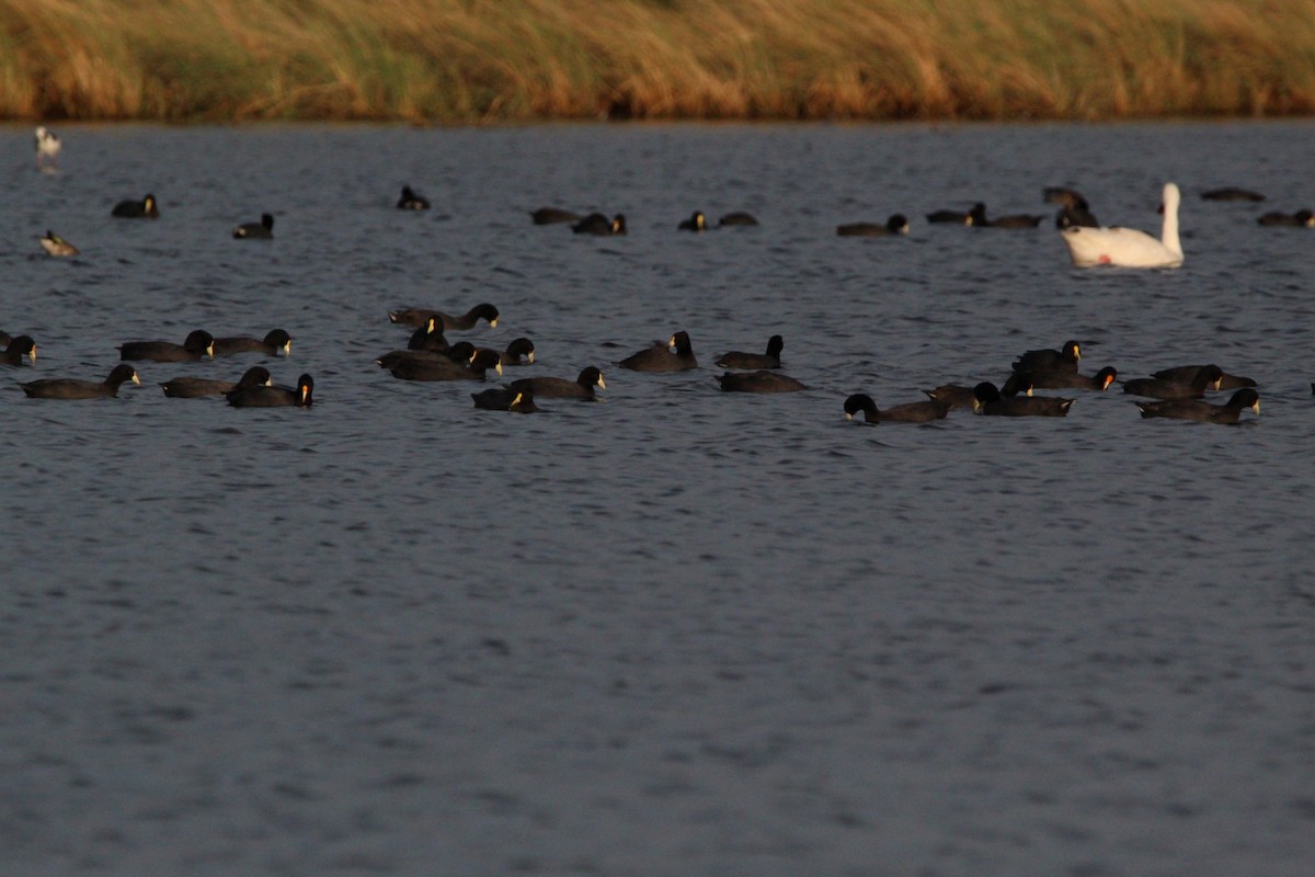 White-winged Coot - ML594190101